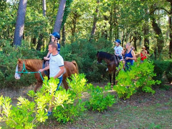 poneys dans la forêt du camping